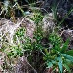 Bupleurum salicifolium