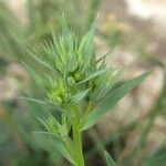 Linum strictum Cvijet