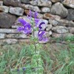 Salvia pratensisFlower