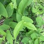 Hieracium prenanthoides Lehti