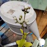 Ageratum conyzoidesफूल