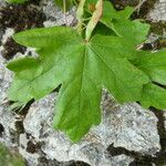 Acer campestre Φύλλο