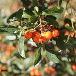 Pyracantha angustifolia Ffrwyth