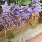 Solanum crispum 花
