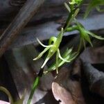 Angraecum calceolus Flower