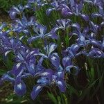 Iris tenax 整株植物