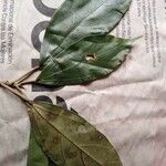 Ficus colubrinae ഇല