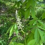 Aesculus indica Blüte