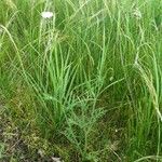 Papaver maculosum subsp. austromoravicum (Kubát) KubátFlower