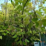 Catalpa speciosa Άλλα