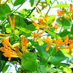 Lonicera sempervirens पत्ता