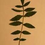 Rhus coriaria Otro