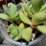 Callisia navicularis Alkat (teljes növény)