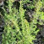 Erica arborea Blad