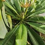 Plumeria alba Blomma