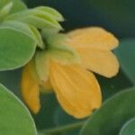 Senna obtusifolia Blomst