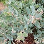 Arctostaphylos canescens 叶