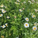 Aster incisus Fleur