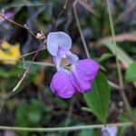 Impatiens balfouriiÕis