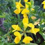 Lotus corniculatus Fiore