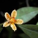 Clusia panapanari Fruit