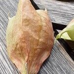 Staphylea pinnata Mbuma