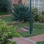Agave weberi Yaprak