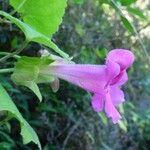 Lophospermum erubescens 花