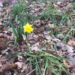 Narcissus minor Fleur