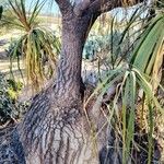Beaucarnea gracilis Φύλλο