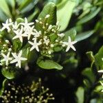 Alstonia coriacea Flor