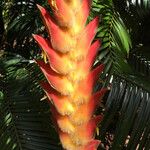 Heliconia danielsiana Flower