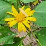 Tithonia diversifolia Blomst