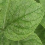 Pentaglottis sempervirens Leaf
