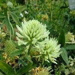 Trifolium pannonicum Цвят