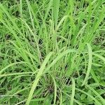 Panicum coloratum Leaf