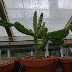 Opuntia dejecta Elinympäristö