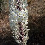 Drimia numidica Flower