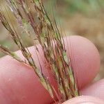 Bothriochloa bladhii Frutto