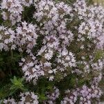 Thymus teucrioides Habit