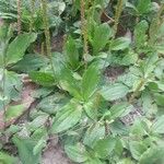 Plantago australis Deilen