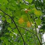 Jatropha curcas পাতা