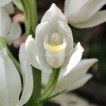 Cephalanthera longifoliaFlower