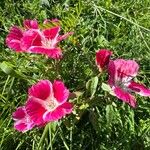 Clarkia amoenaFlower