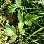 Rubus ursinus Leaf