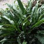 Asplenium nidusЛист