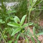 Comarum palustre Leaf