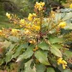 Berberis aquifoliumBlüte