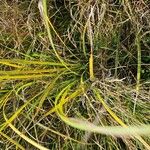 Carex elataLeaf