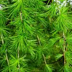 Larix kaempferi पत्ता